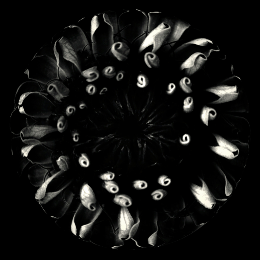 Main image Flower Sphere #3