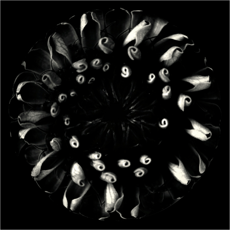 Main image Flower Sphere #3