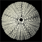 Main image Lace Urchin