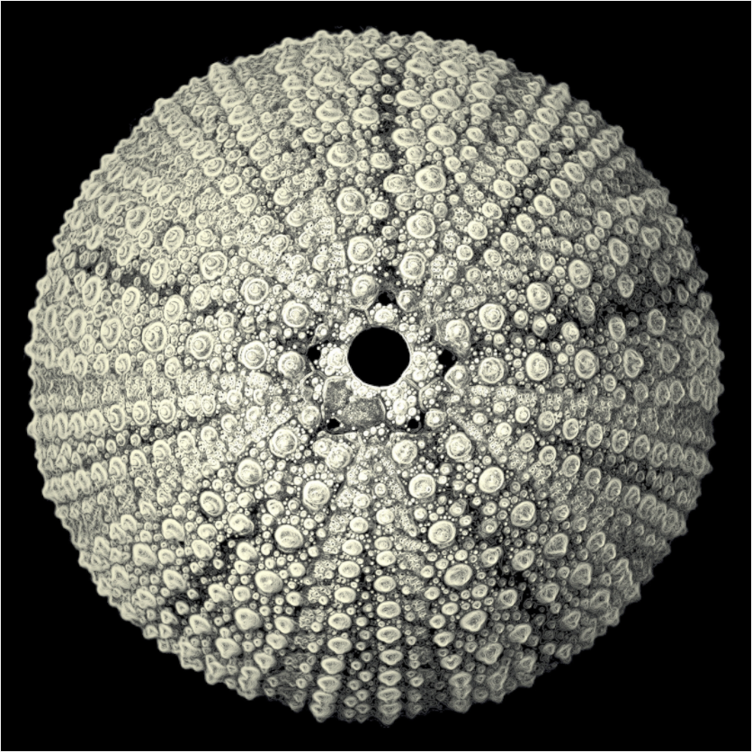 Main image Lace Urchin