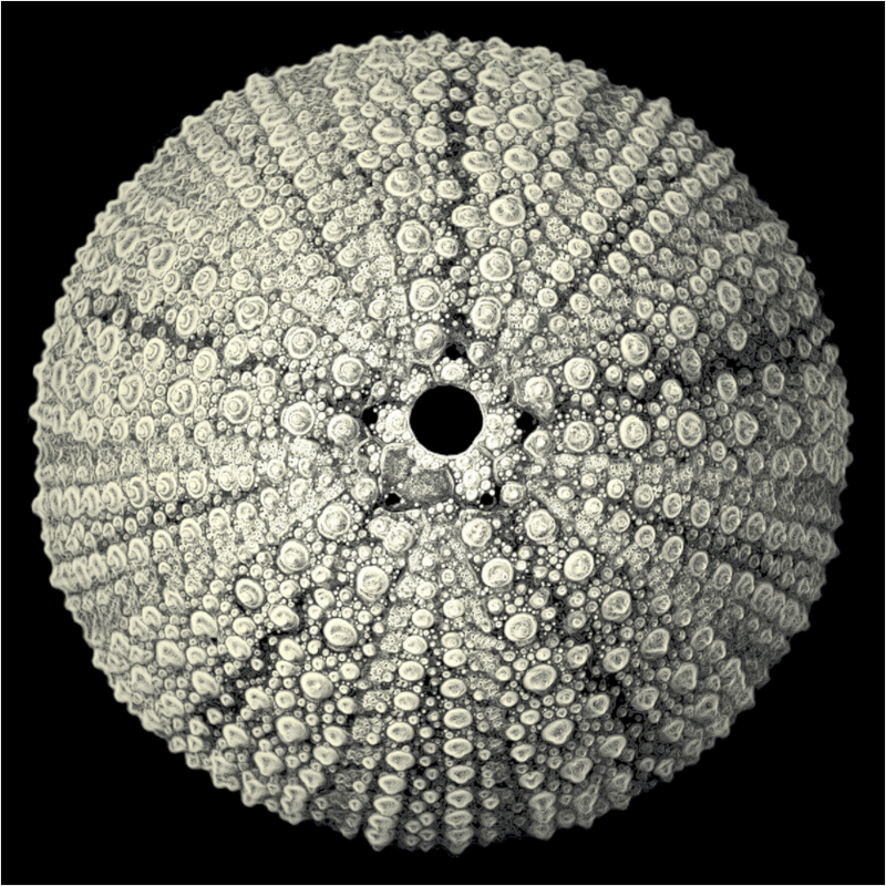 Main image Lace Urchin