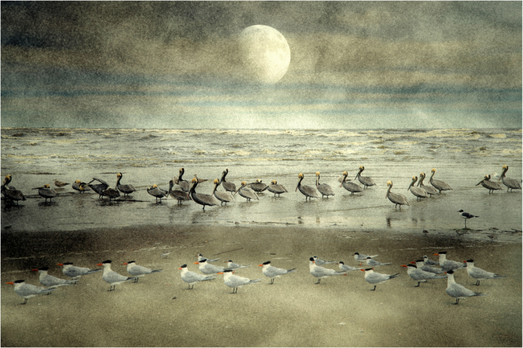 Main image Sea Birds