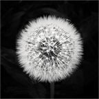Main image Dandelion
