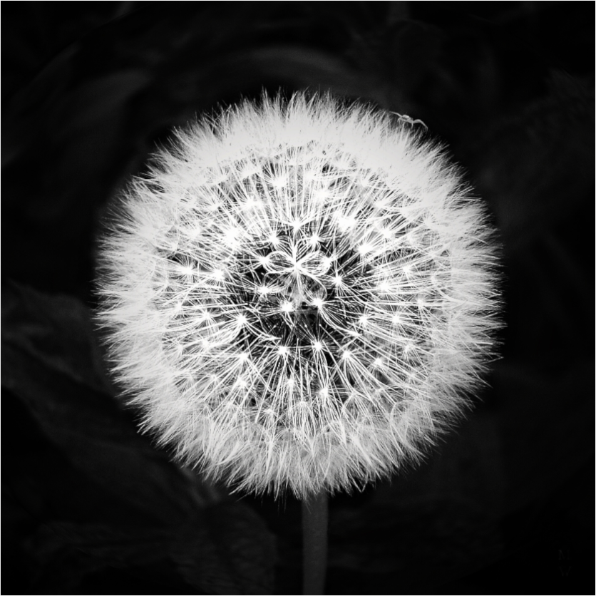 Main image Dandelion