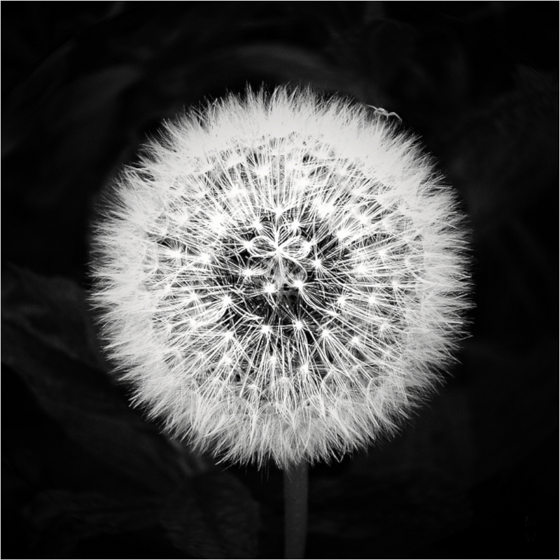 Main image Dandelion