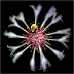 Main image Flower Sphere #1