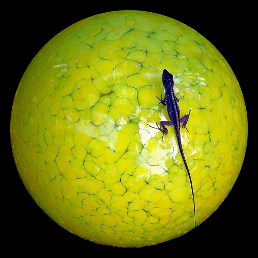 Main image Lizard Ball