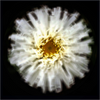 Main image Flower Sphere #2