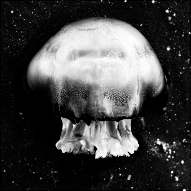 Main image Atomic Jellyfish